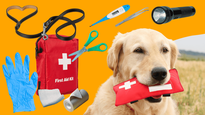 Creating a Pet First Aid Kit: What Every Owner Should Have