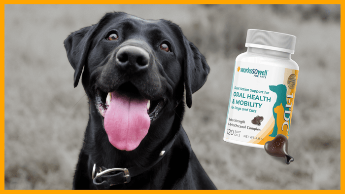 Pet Oral Health 101: Signs Your Pet May Need Better Dental Care