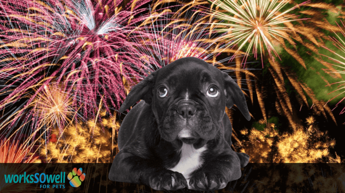 Fireworks and Your Pet: Preparing an Anxious Pet!