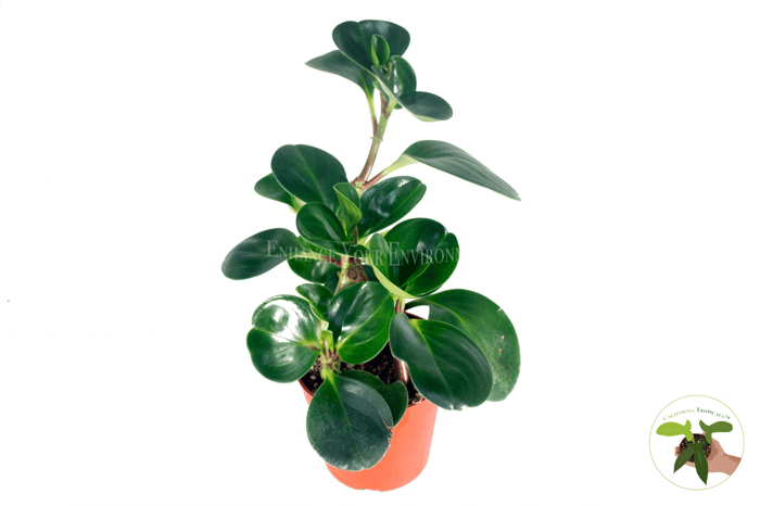 Peperomia Obtusifolia 