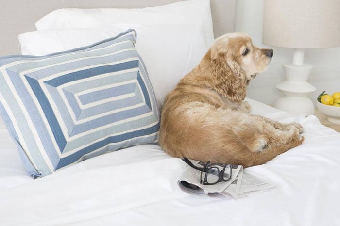 Should I Let My Dog Sleep with Me?