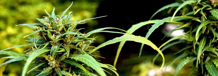 Does CBD Help You Sleep?