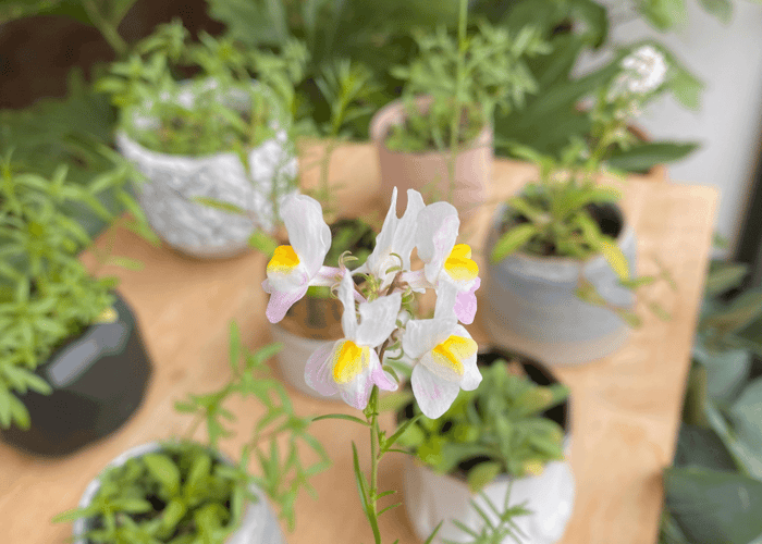 The Growing Candle Still Growing? Here's The Dirt...