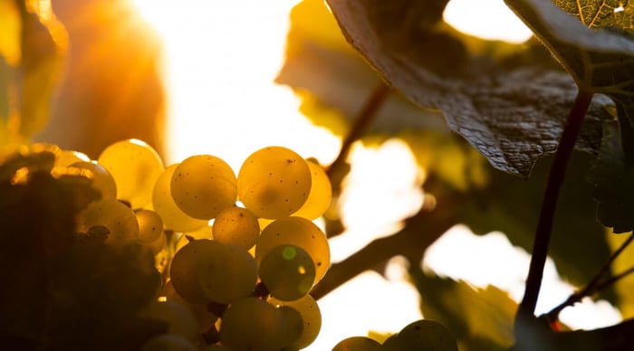 What is natural wine?