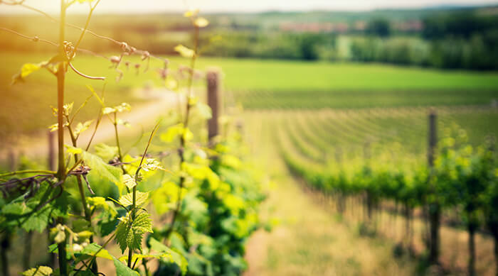 What is Biodynamic Wine?