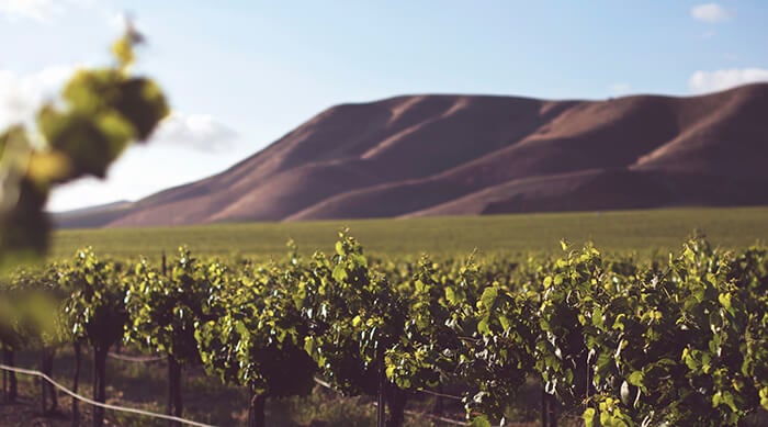 Top Organic Wines [Health Facts and Recommendations]