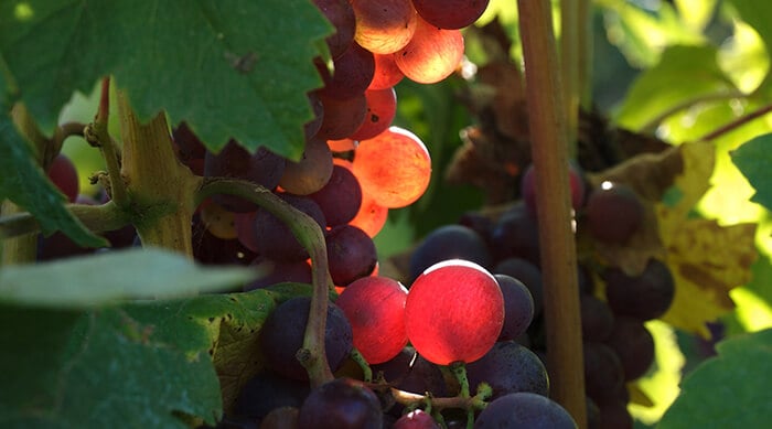 Tannins in Wine: Everything You Need to Know