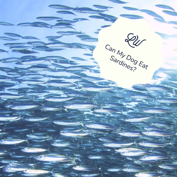 Can My Dog Eat Sardines? A Nutritional Guide