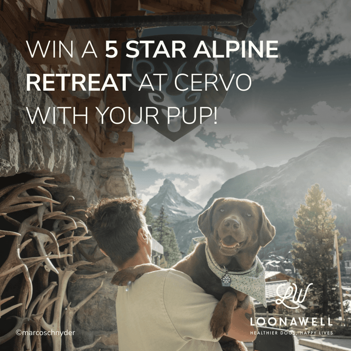 Win a 5-Star Alpine Retreat at CERVO with Your Pup!