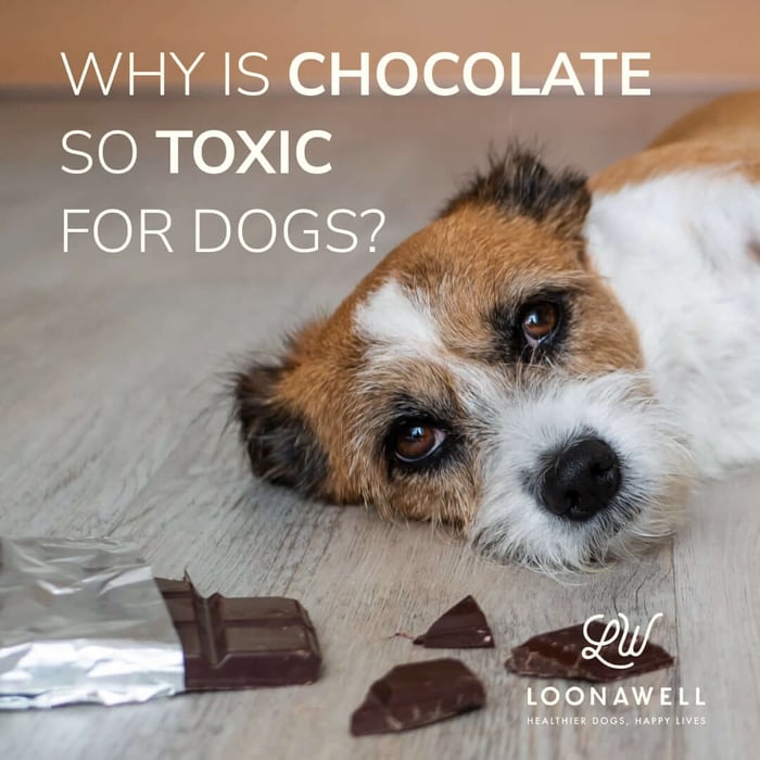 What makes chocolate for dogs so toxic?