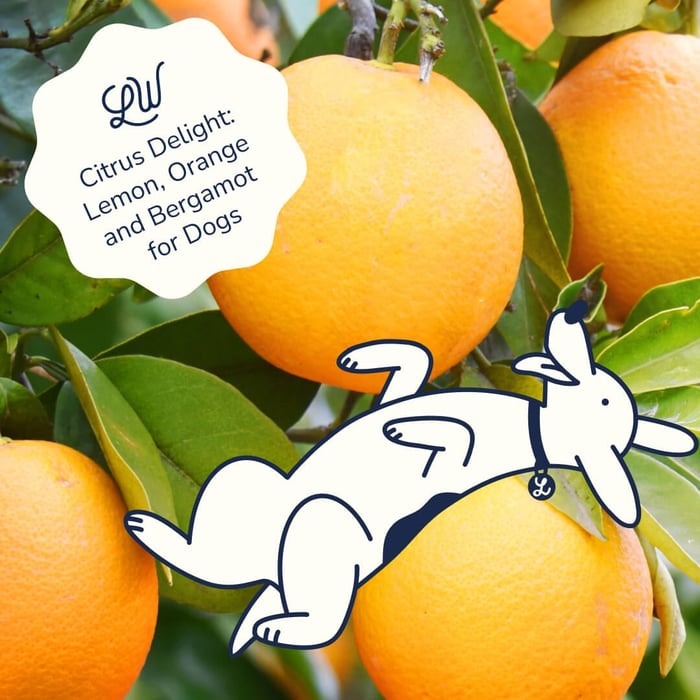 Citrus Delight: Orange, Bergamot, and Lemon for Dogs