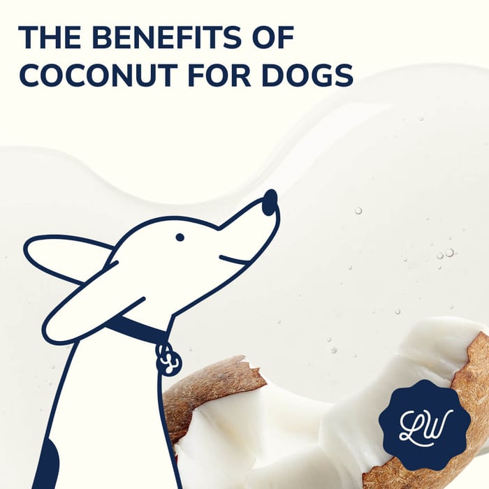 4 Key benefits of coconut for my dog