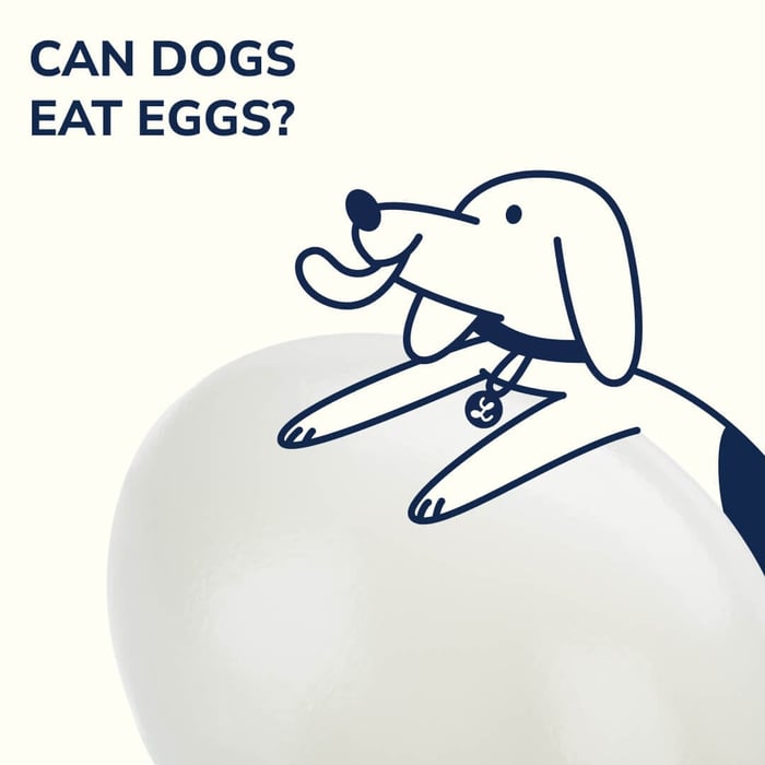 Eggs for dogs? Discover Nutritional Benefits & Safe Practices