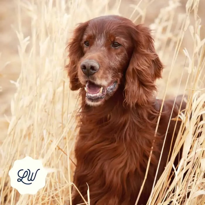 Understanding Grains for Dogs: Differentiating the Good from the Bad