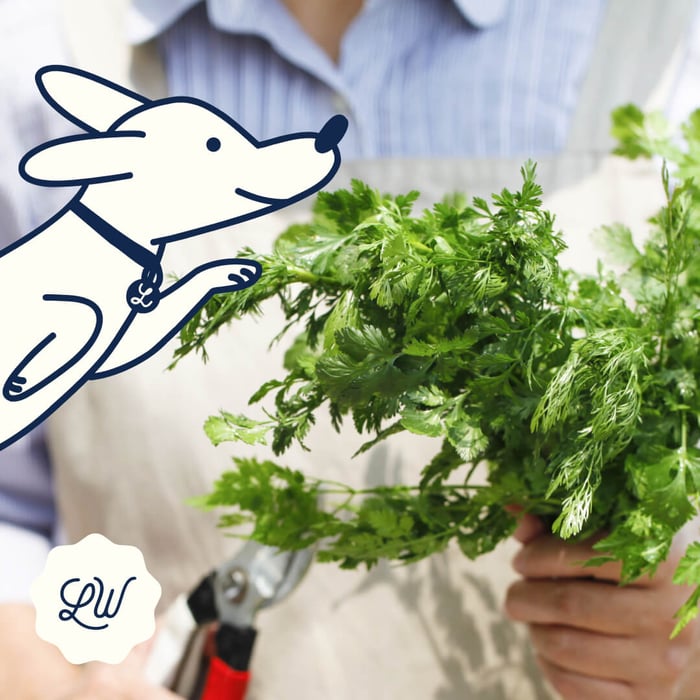 Exploring the Magic of Herbs for Dogs' Nutrition