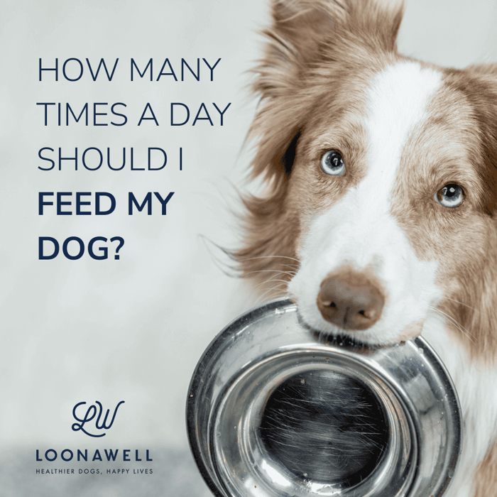 How Many Times a Day Should I Feed My Dog? Finding the Optimal Balance