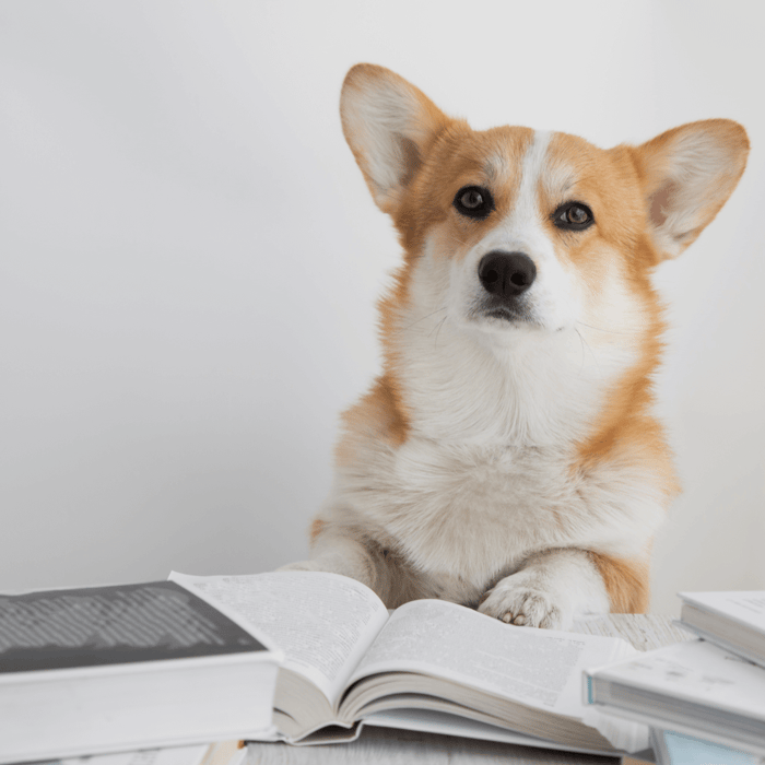 We recommend avoiding this ingredient in your dog's food