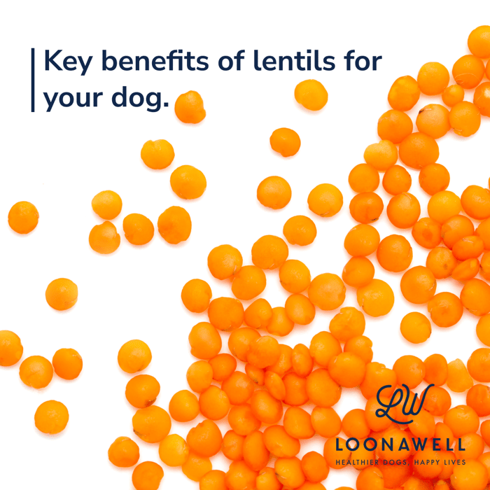 Key benefits of lentils for your dog