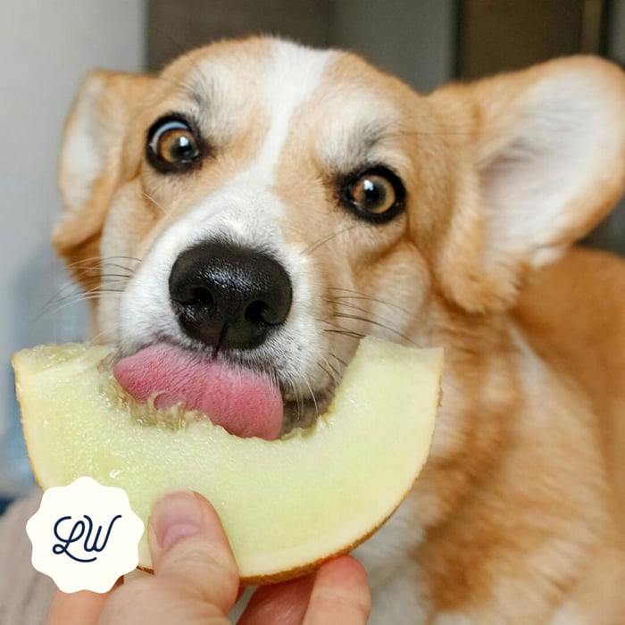 Melon for Dogs: Discover the Juicy Benefits of Summer's Sweetest Treat