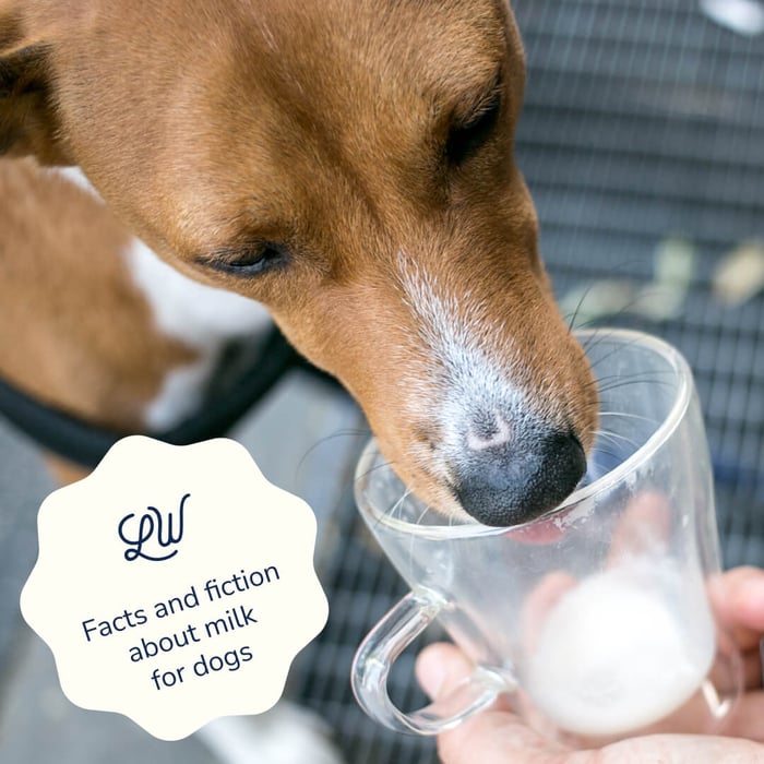 Can My Dog Drink Milk? Exploring the Facts and Fiction