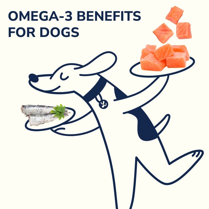 The Endless Benefits of Omega-3 for Dogs at Every Life Stage