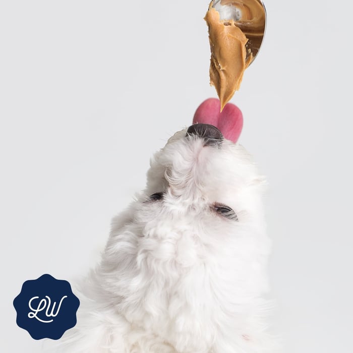 Peanut Butter for dogs? Understanding the Pros and Cons