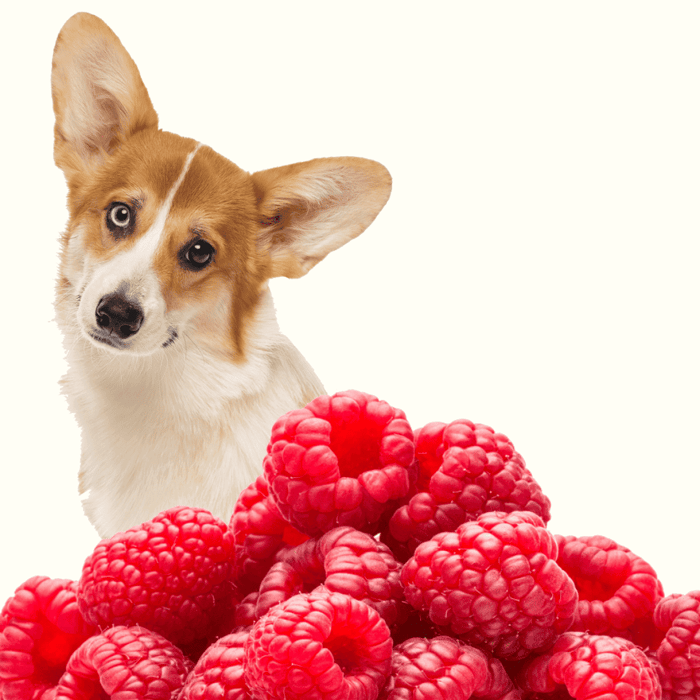 Raspberries for dogs: Small fruit with large benefits!