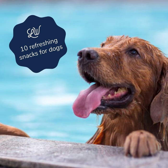 10 Refreshing Snacks for Your Dog This Summer