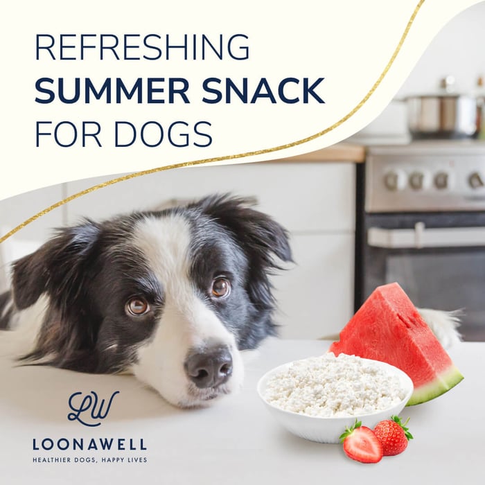 Refreshing Summer Snack for Dogs: A Hydrating and Nutritious Recipe
