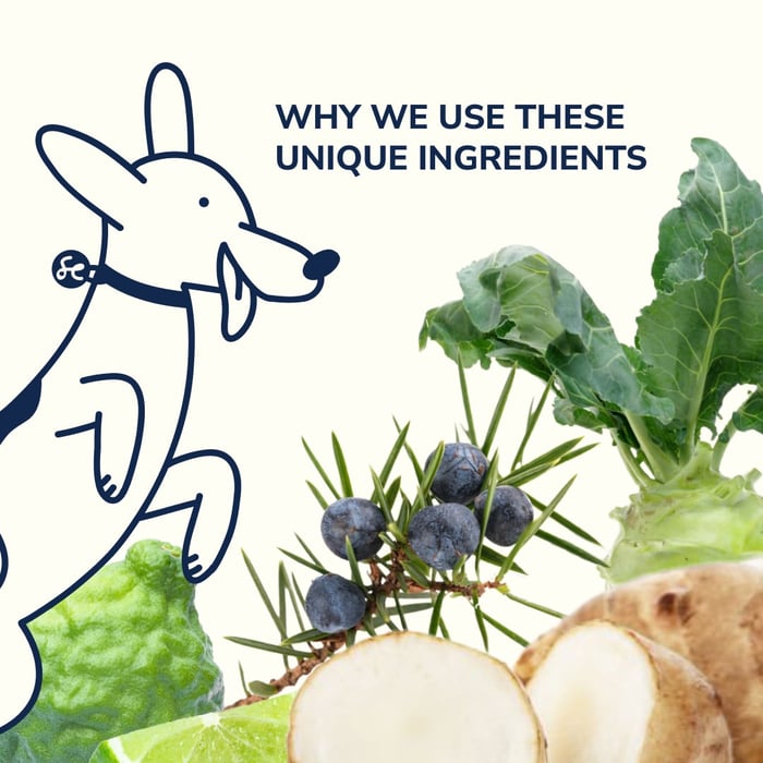 Unleashing the Culinary Delights of LOONAWELL: The Special Ingredients for Dogs in Our Food