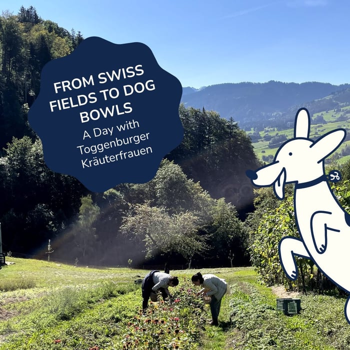 From Swiss Fields to Dog Bowls: A Day with Toggenburger Kräuterfrauen