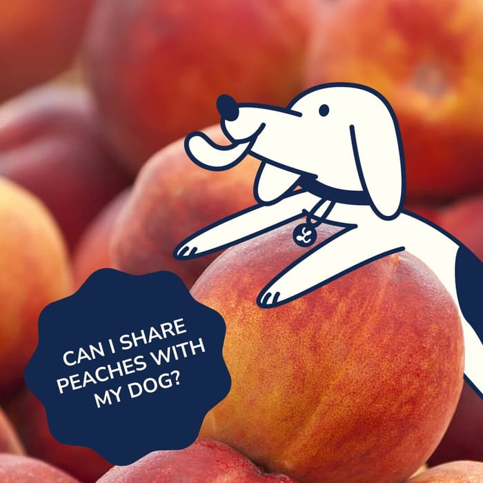 Are Peaches Good for Dogs?