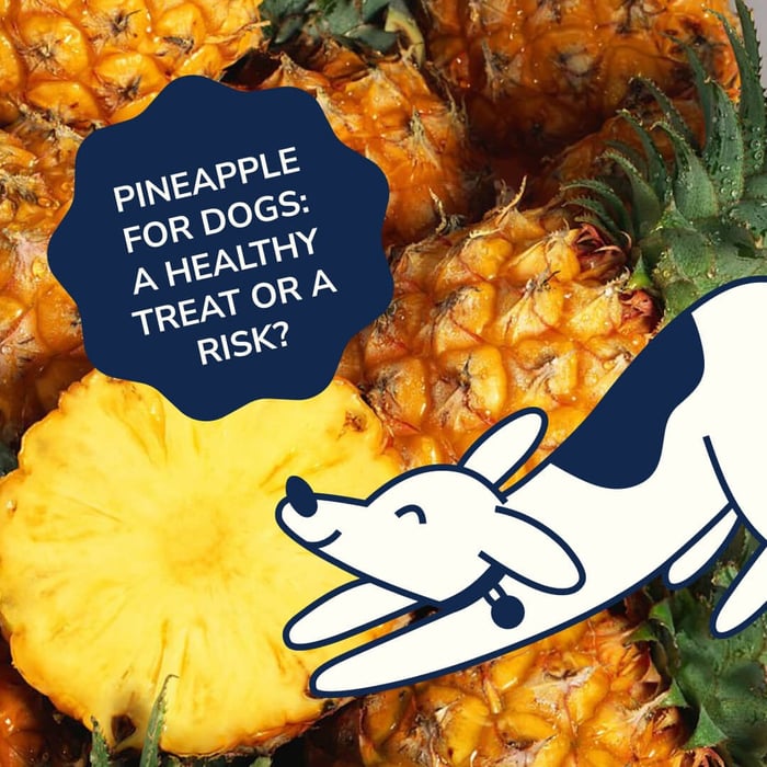 Pineapple for Dogs: A Healthy Treat or a Risk?