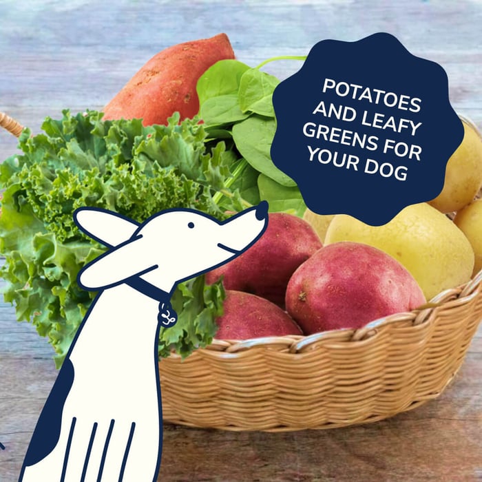 Fall’s Bounty: The Nutritional Power of Leafy Greens and Potatoes for Dogs