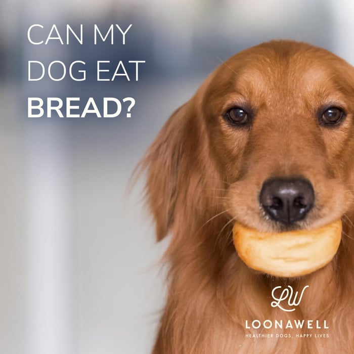 Can my dog eat bread?