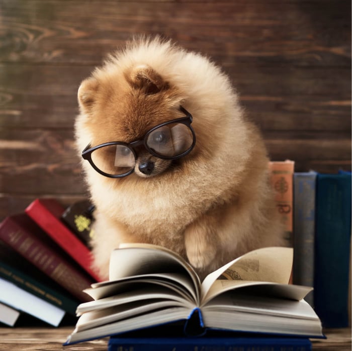 How to Preserve Dog Food Without Synthetic Preservatives ?