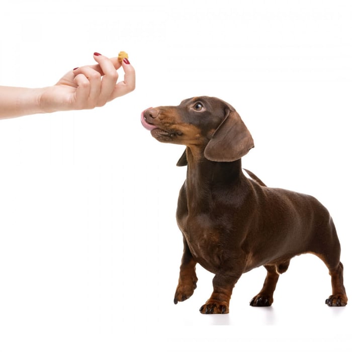 Human-Grade Dog Food: The Only Way to Ensure a Nutritious Canine Diet?