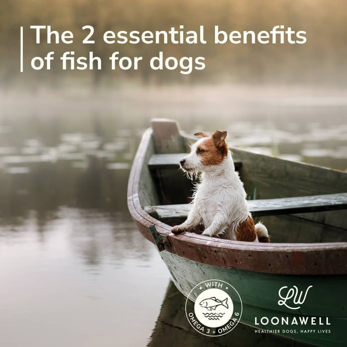 The 2 essential benefits of fish for dogs
