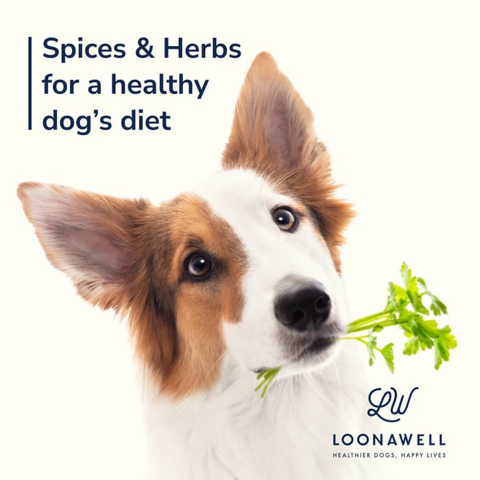 Spices & Herbs for a healthy dog’s diet