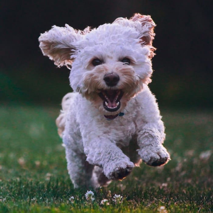 Train Your Puppy with Healthy Organic Treats