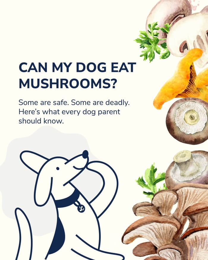 Can My Dog Eat Mushrooms? What Pet Parents Need to Know
