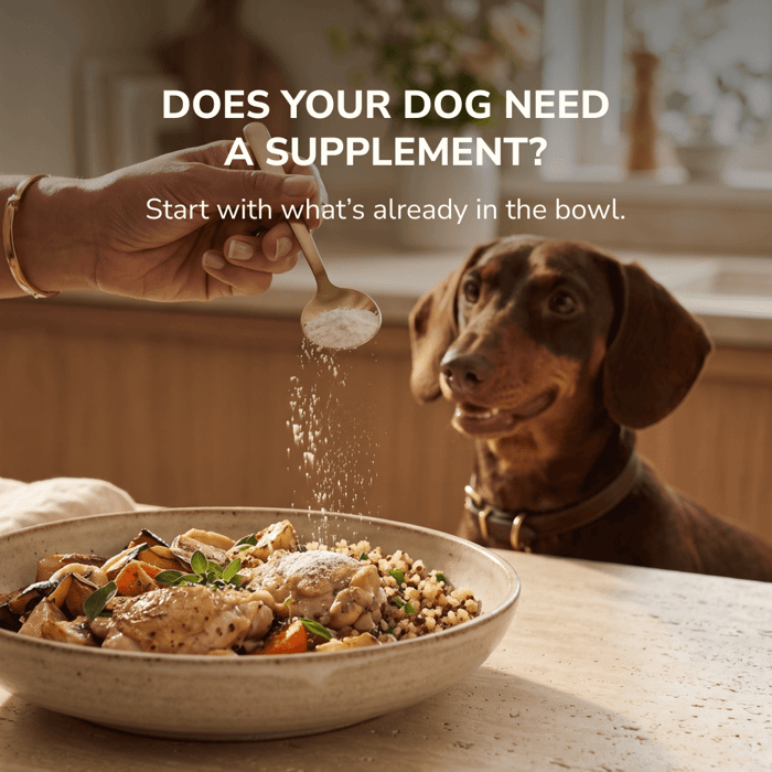 Does Your Dog Need a Supplement?