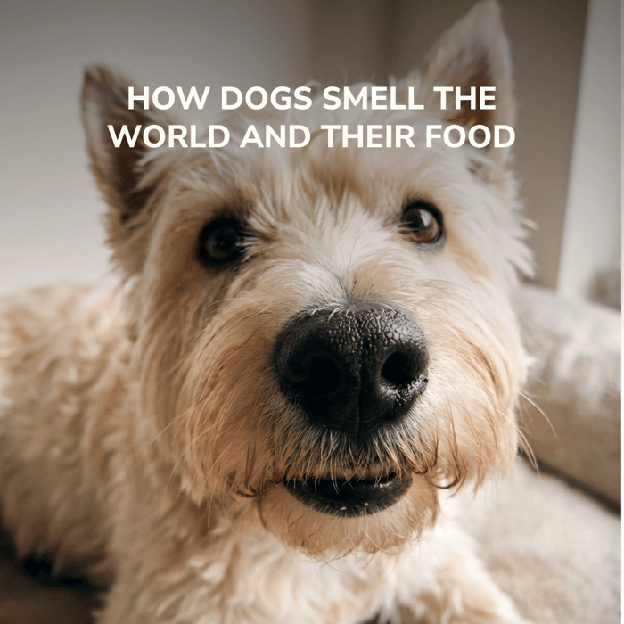 How dogs smell the world and their food, the main image of an article by LOONAWELL