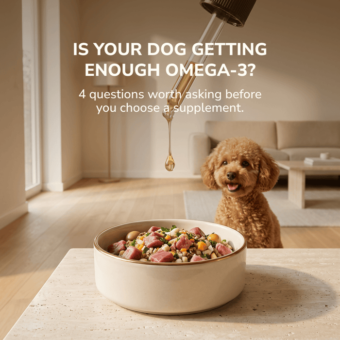 Is Your Dog Getting Enough Omega-3. An image by LOONAWELL, with a poodle looking at a bowl of fresh food and a drop pf Omega3