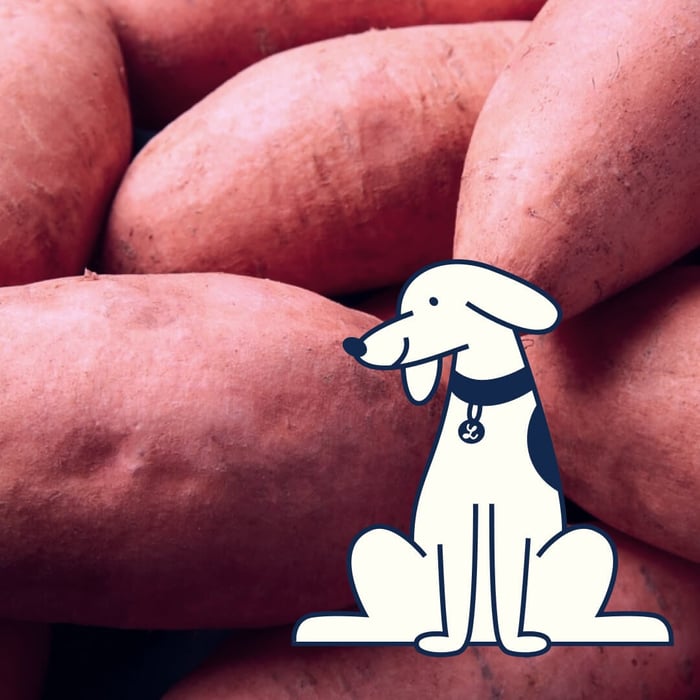 Purple Potato & the Future of Dog Longevity