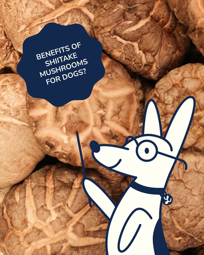 The Power of Shiitake Mushrooms for Dogs