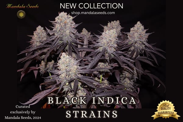 Black Beauty: Discover Black Marijuana Strains