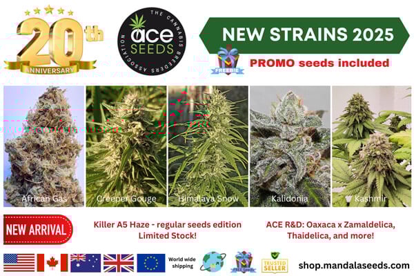 Ace Seeds New Strains 2025