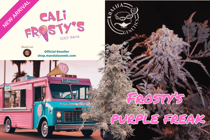 Frosty’s Purple Freak — The Ultimate Stealth Strain