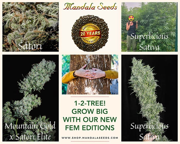 Mandala Seeds 20th Anniversary - New Feminized Editions!